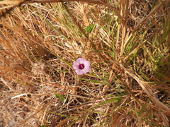 Ipomoea × leucantha