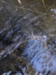 Argiope radon