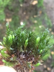 Mnium hornum