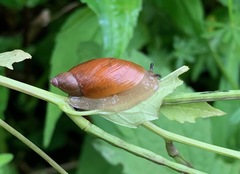 Oxyloma retusum