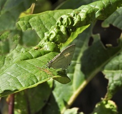 Hypolycaena phorbas