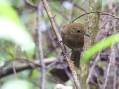 Schiffornis veraepacis