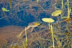 Lithobates septentrionalis
