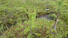 Betula nana