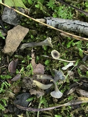 Craterellus calyculus