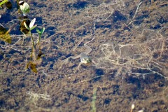 Lithobates septentrionalis