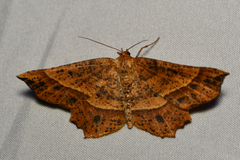 Euchlaena tigrinaria