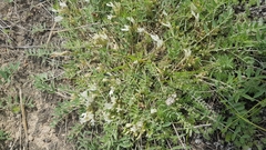 Astragalus scaberrimus