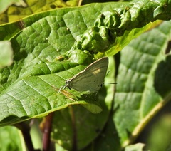 Hypolycaena phorbas