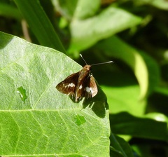 Sabera caesina