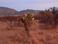 Opuntia leucotricha