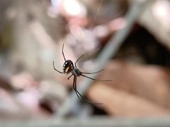 Leucauge argentina