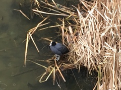 Fulica atra