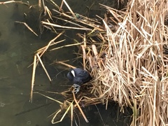 Fulica atra