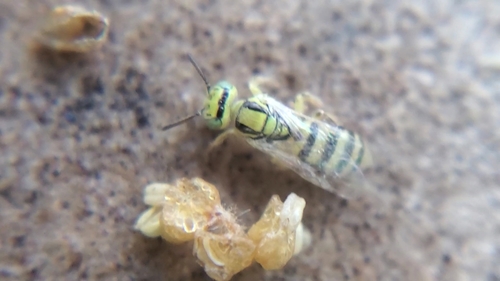 Perdita stathamae