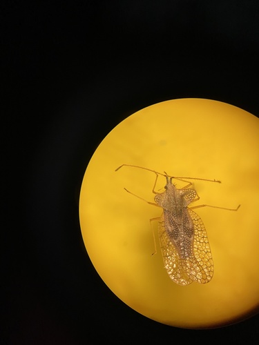Eggplant lace bug photo 5