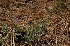 Monardella linoides oblonga