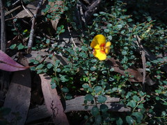 Bossiaea heterophylla