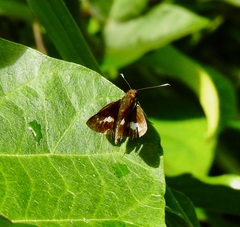 Sabera caesina