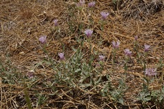 Monardella linoides oblonga