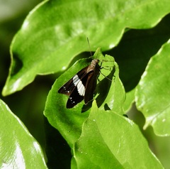 Notocrypta waigensis