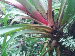Guzmania nicaraguensis