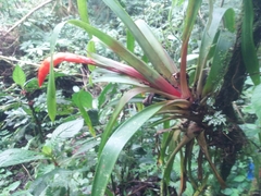 Guzmania nicaraguensis