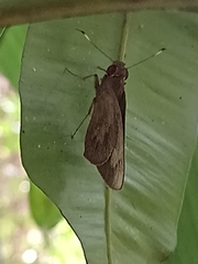 Erionota hiraca