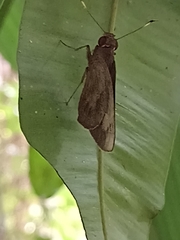 Erionota hiraca