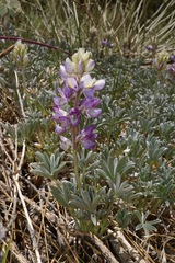 Lupinus elatus