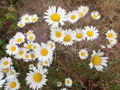 Leucanthemum vulgare