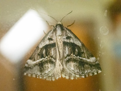 Dichromodes stilbiata