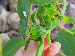Callibaetis ferrugineus ferrugineus