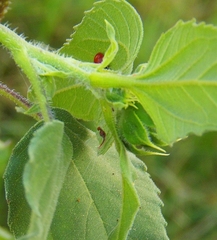 Callibaetis ferrugineus ferrugineus