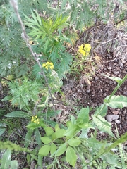 Sisymbrium loeselii