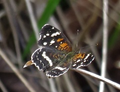 Anthanassa texana seminole