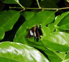 Notocrypta waigensis