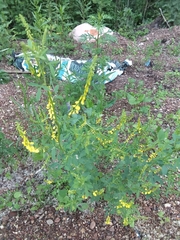 Melilotus officinalis