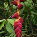 Heliconia pogonantha pogonantha - Photo (c) Hans Hillewaert, some rights reserved (CC BY-NC-ND)