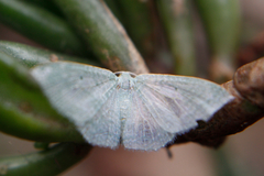 Poecilasthena pulchraria