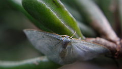 Poecilasthena pulchraria
