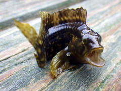 Chasmodes bosquianus