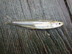 Atlantic Silverside photo 4