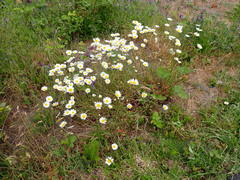 Leucanthemum vulgare