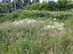 Leucanthemum vulgare