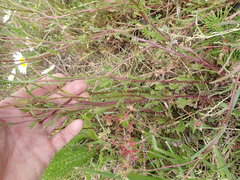 Leucanthemum vulgare