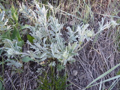 Potentilla effusa