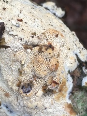 Schizoporaceae