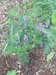 Vicia cracca