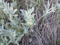 Potentilla effusa